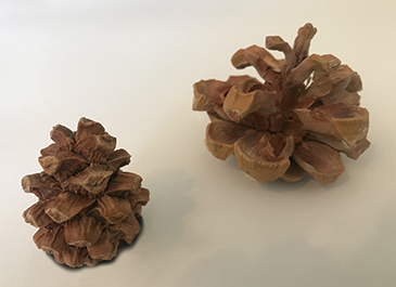 Berkeley garden beds